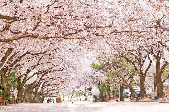 KoreanSpring 01